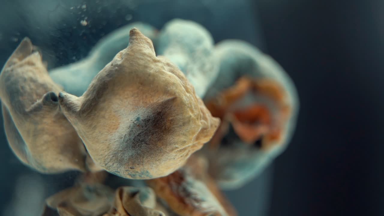 Macro vertical cinematic shot of a magical psychoactive psilocybin hallucination dried mushroom with a yellow red cap, on a rotating reflecting stand, studio lighting, Full HD, slow motion 120 fps