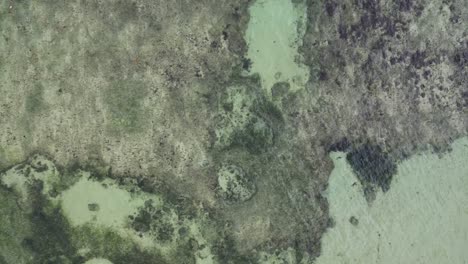 Aerial-top-down-view-over-clear-ocean-water-reef,-sand-bank,-and-algae