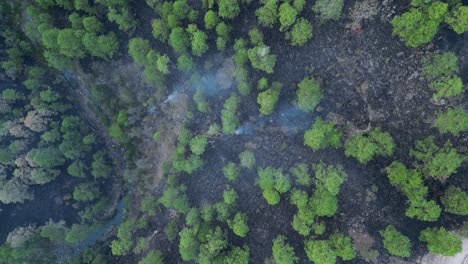 aerial shot showing wildfire aftermath and environmental damage in pine forest