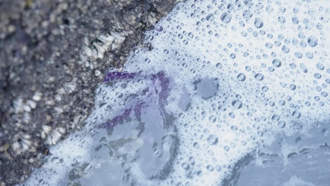 Nærbilde av en lilla sjøstjerne som dekkes av en havbølge i en fjærepytt i Olympic National Park