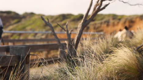 wind blowing through grass near twelve apostles