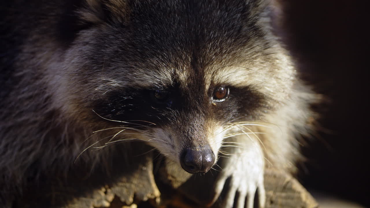 Close-up of a Raccoon