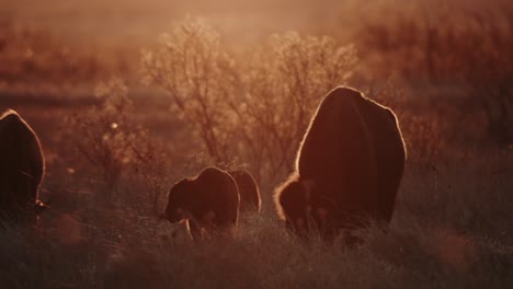 una familia de bisontes pastando en una pradera al atardecer