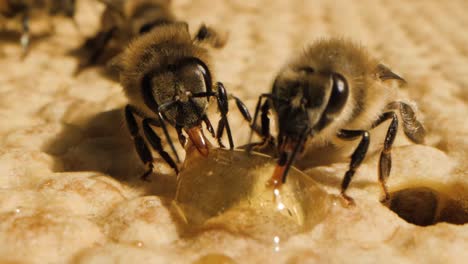Nahaufnahme-Einer-Makroaufnahme-Von-Zwei-Bienen,-Die-Honig-Aus-Einem-Tropfen-Sammeln
