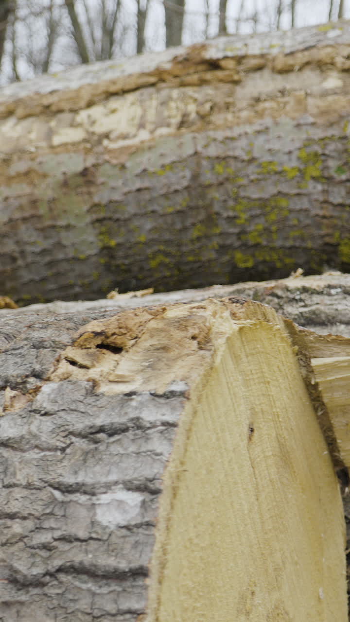 Detailed vertical shot of stacked timber logs showing bark texture and fresh wood rings. Ideal for forestry, logging industry, and environmental content