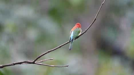 chestnut-headed bee-eater, merops leschenaulti, 4k footage, kaeng krachan national park, thailand