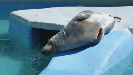 the gray seal lies in the blue pool at kaunas zoo-1