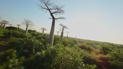 fpv drone flight between the baobab