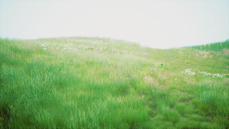 landscape view of green grass on slope