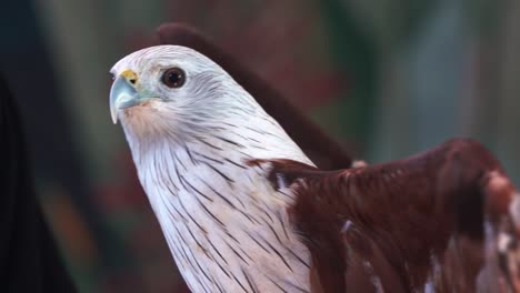 Wildlife-close-up-shot-of-a-scavenger-bird-species,-capturing-details-of-a-brahminy-kite,-haliastur-indus,-red-backed-sea-eagle-with-hooked-bill-against-blurred-background,-handheld-motion