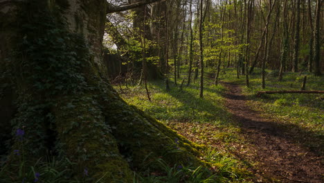 lapso de tiempo del sendero del bosque de campanillas durante la primavera en el parque natural de irlanda