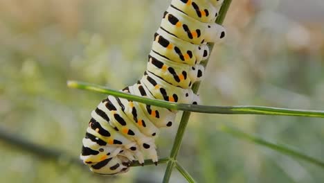 oruga de la mariposa monarca avanzando poco a poco y arrastrándose sobre la hoja