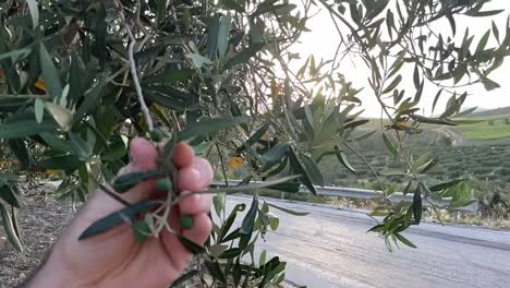 Closeup-static-of-hand-grasping-olive-branch-at-sunset-brushing-it-in-slow-motion-at-sunset