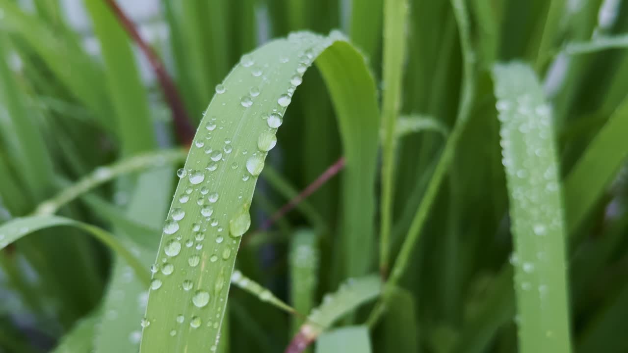 Static shot of a fresh green lemon grass leaf adorned with crystal-like raindrops, each reflecting the surrounding greenery, capturing the serene beauty of nature after a gentle shower