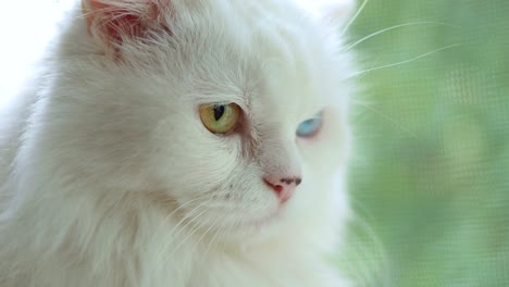 domestic cat with complete heterochromia. white cat with different colored eyes is sitting by the window.