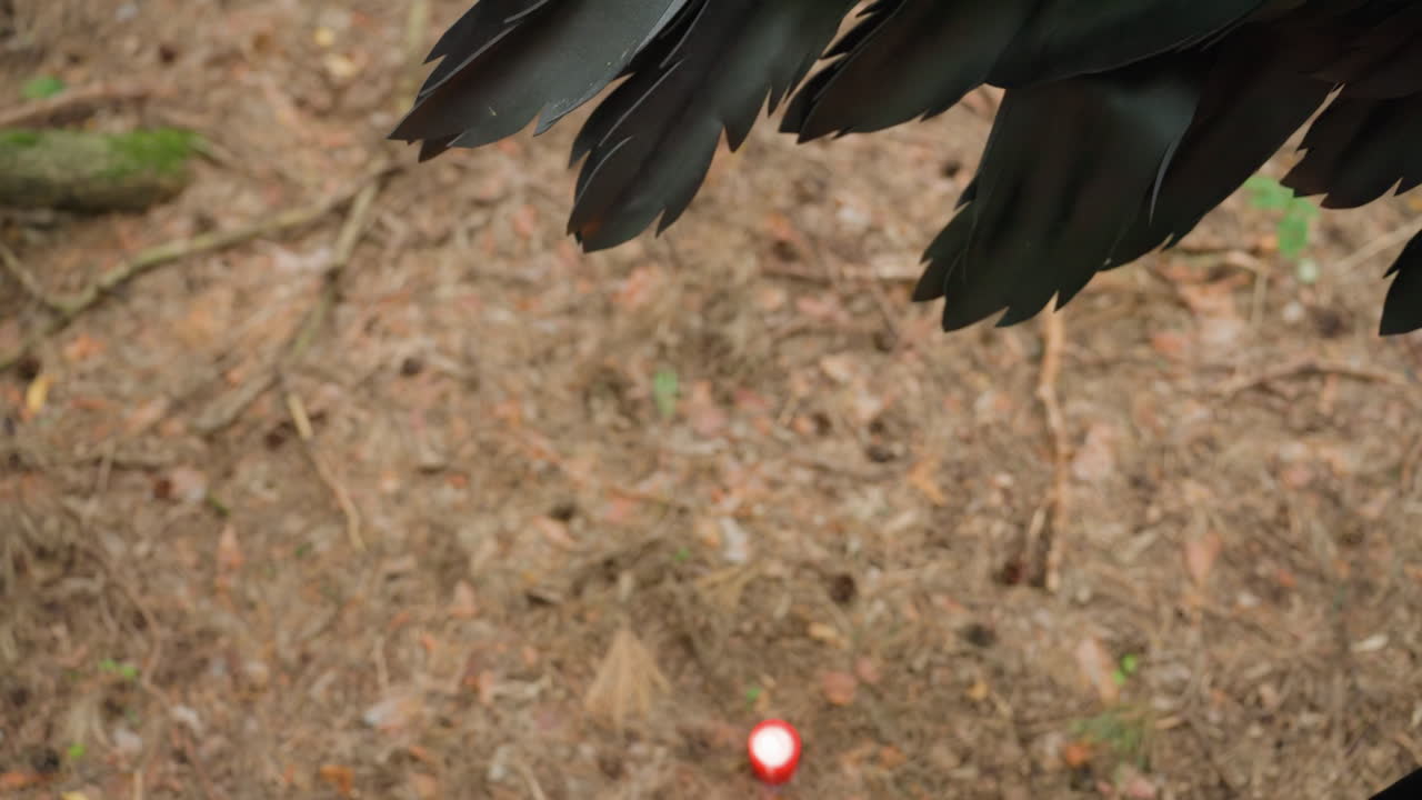 Close up of large black feathered wings extending above forest floor, dark feathers contrasting with earthy ground tones with red candle down, symbolizing fallen angel