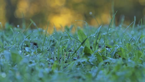 closeup of dewy grass in the morning