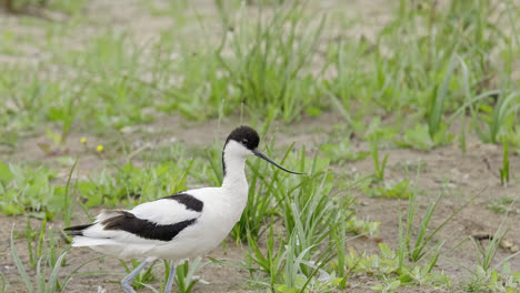 Avoceta-Aves-Marinas-Zancudas-Alimentándose-De-Las-Marismas-De-Las-Marismas-De-La-Costa-De-Lincolnshire,-Reino-Unido