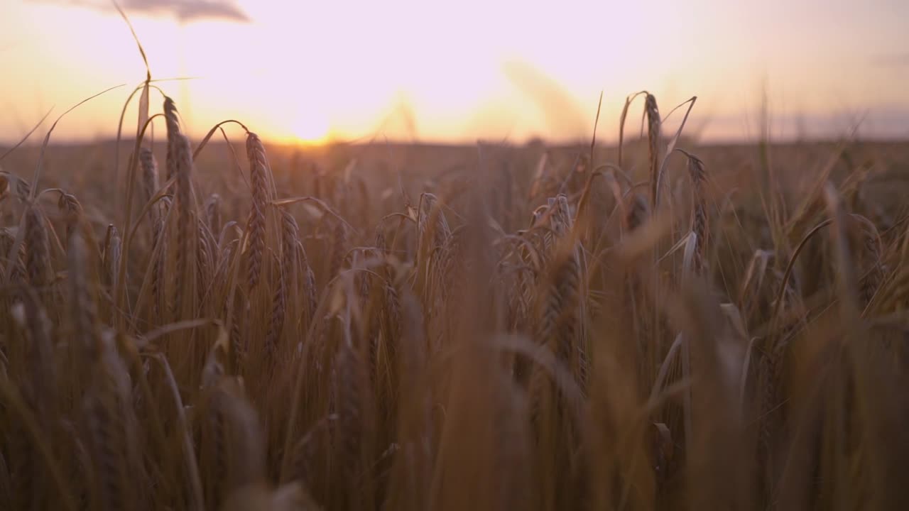 Sunset over a field of barley. camera is slowly and gently moving down amongst the plants on the field.