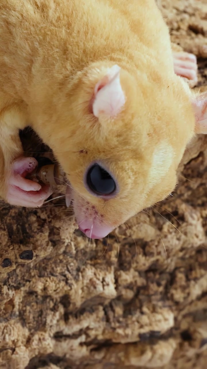 Un petauro dello zucchero leucistico mangia una larva della farina mentre è appollaiato su una corteccia d'albero con illuminazione da studio.
