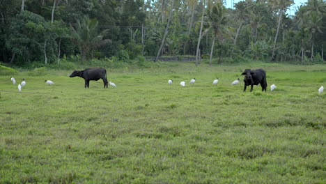 indian buffalo grazing in paddy field and wet land with grass