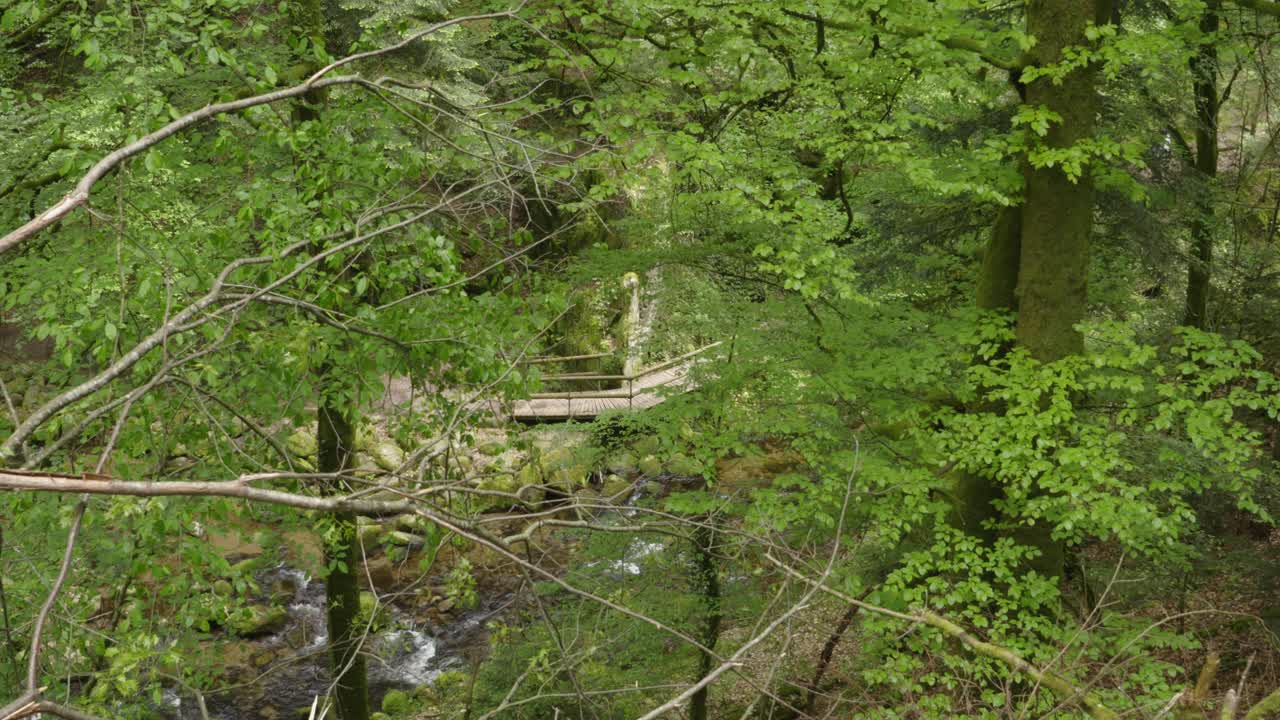 puente de paseo de madera sobre arroyos serpenteantes en la selva negra, alemania