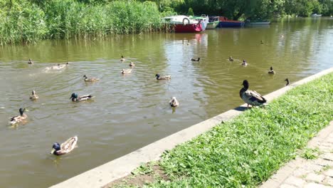 Ducks-are-swimming-in-the-canal