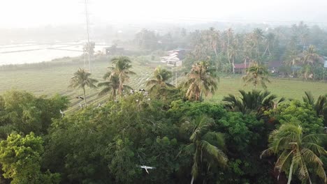 Pájaro-Aéreo-Asiático-De-Pico-Abierto-Vuela-A-Los-Cocoteros-Para-Descansar