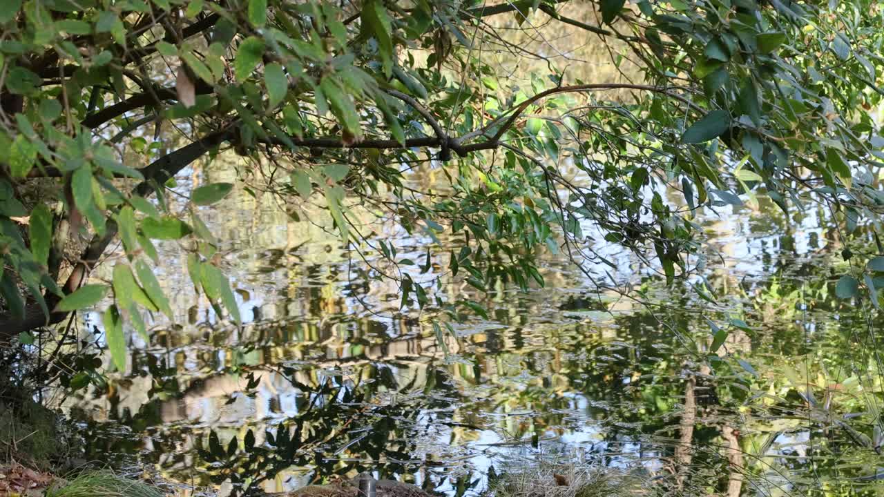 식물원에서 잎과 물 반사