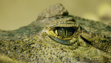close-up of a crocodile eye