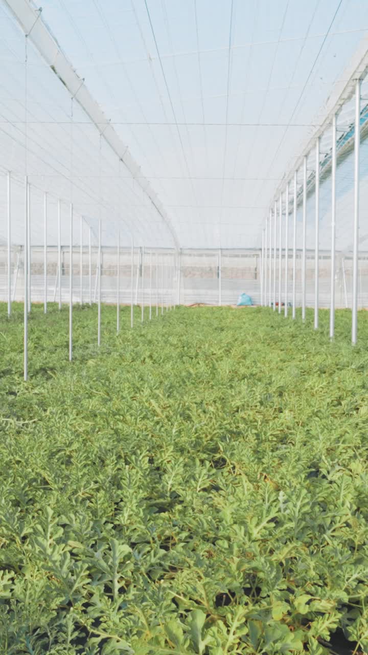 Watermelon plants growing in greenhouse: agriculture and sustainable farming