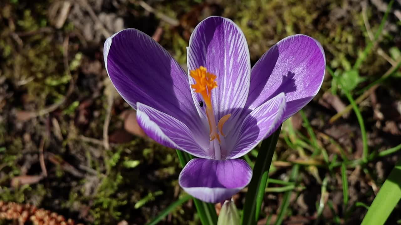 A beautiful, vibrant purple flowering crocus moves in the wind on a green meadow in spring at springtime.