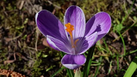 a beautiful, vibrant purple flowering crocus moves in the wind on a green meadow in spring at springtime.