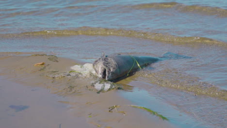 grandes peces muertos arrastrados a la orilla