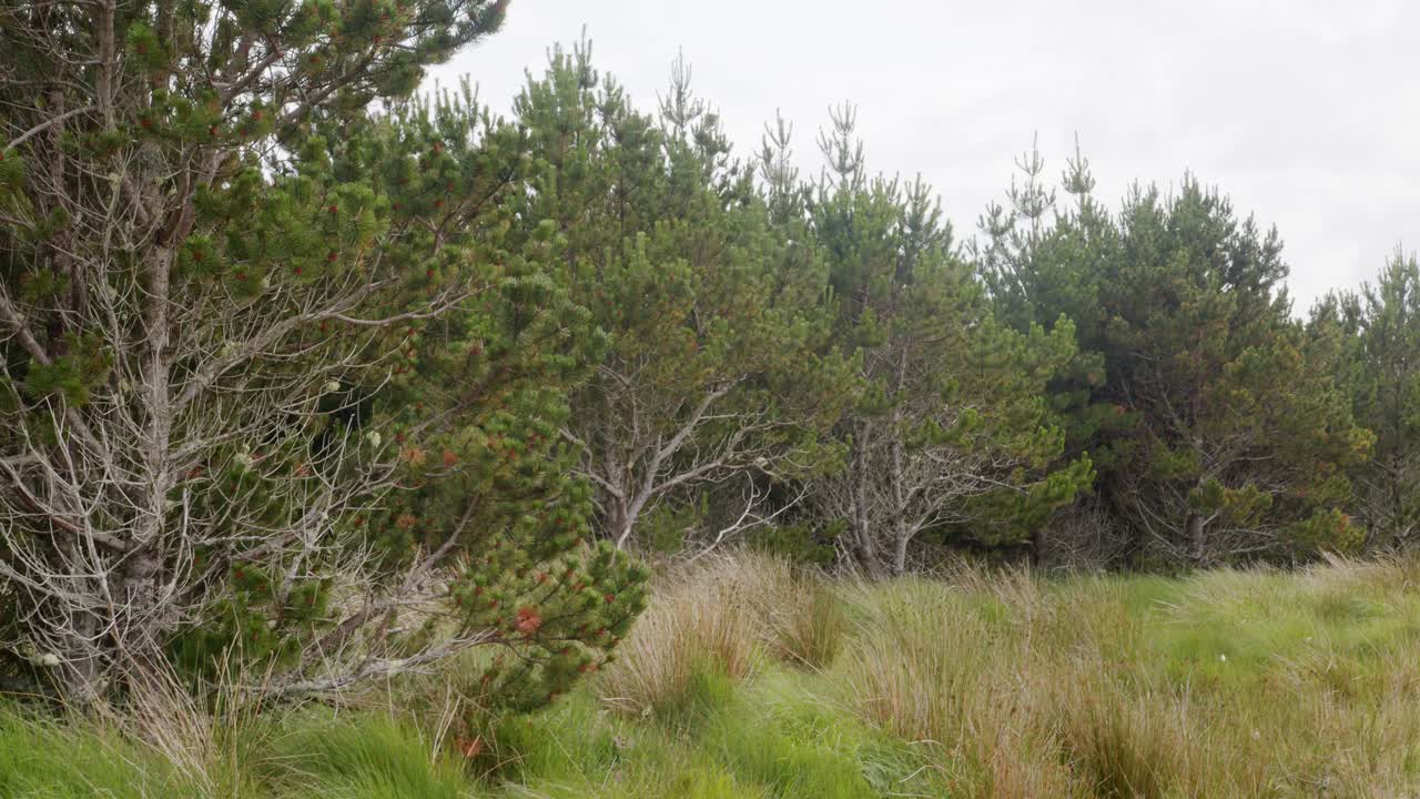 Aufnahme eines Kiefernwaldes im Wind auf einer Plantage auf den Hebriden