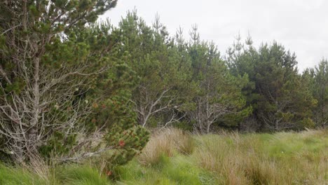 Aufnahme-Eines-Kiefernwaldes-Im-Wind-Auf-Einer-Plantage-Auf-Den-Hebriden