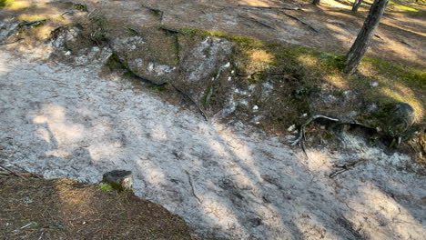 ashes and exposed roots of charred trees in the forest