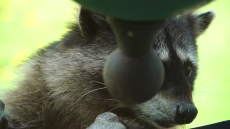 un lindo mapache trepando un comedero para pájaros para darse un festín con las semillas
