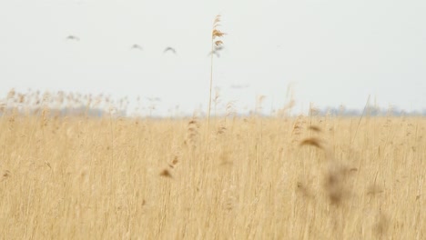 Sedge-Warbler-takes-off-from-thin-wheat-reed-plant-and-flies-to-join-flock