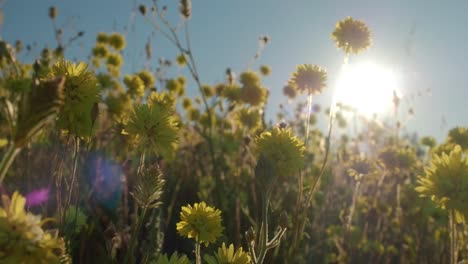 yellow pompom everlasting wildflowers focus pull