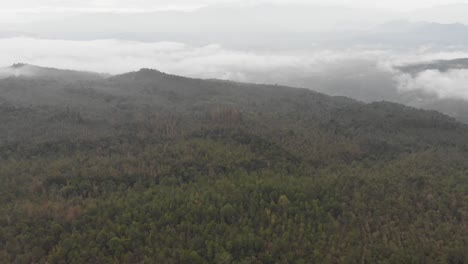 Tire-Hacia-Adelante-Con-Un-Dron-Sobre-El-Bosque-En-Una-Mañana-Nublada