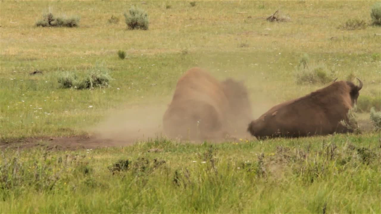 들소는 옐로스톤 국립공원의 흙 속에서 굴러다닌다
