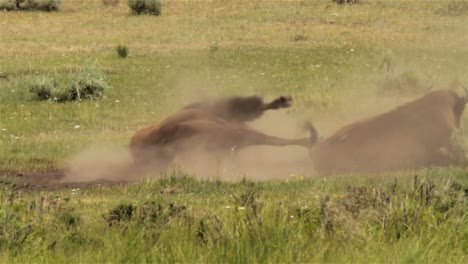 Bisonte-Rodando-Por-La-Tierra-En-El-Parque-Nacional-De-Yellowstone.