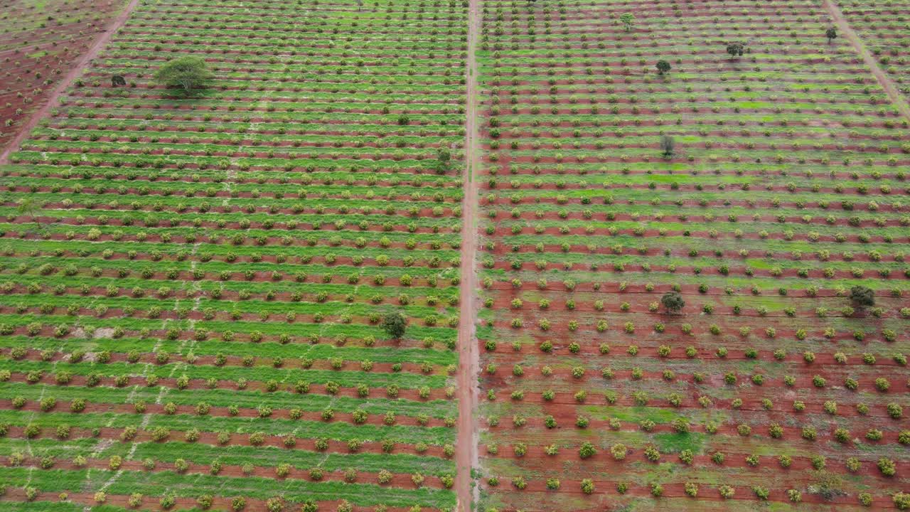 스마트 농업 기술 - 케냐 아보카도 농장의 공중 드론 보기