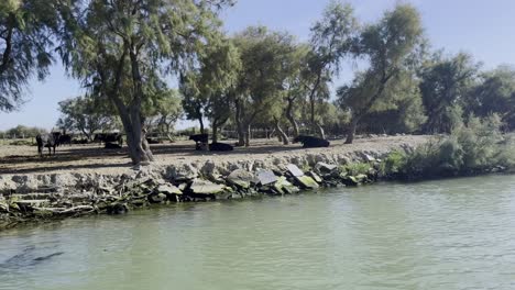 Schwarze-Wisentbüffelochsen-Stehen-Unter-Bäumen-Im-Schatten-An-Einem-Fluss-In-Frankreich