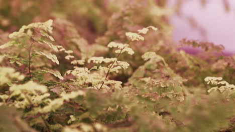 A-cluster-of-fern-plants-in-grow-pots-under-LED-light