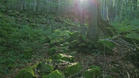 Flight-through-a-wild-forest-around-moss-covered-stones