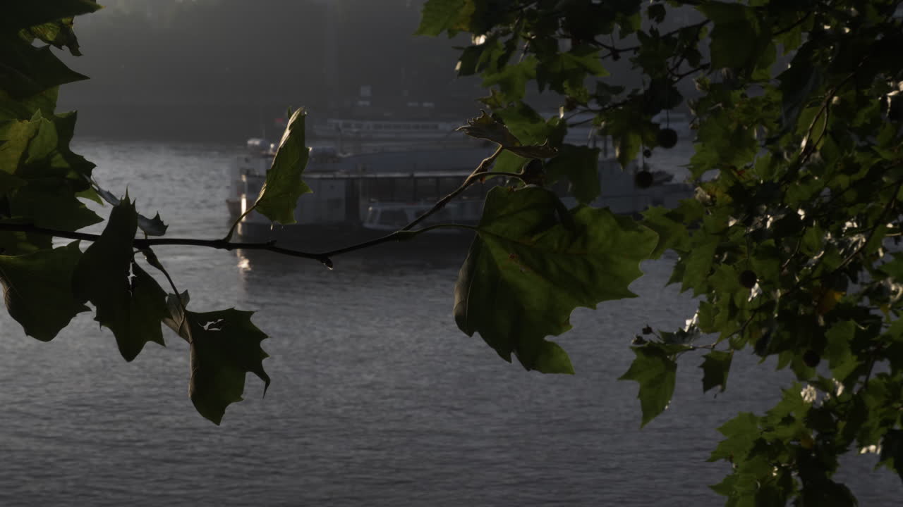 Bir ağacın yaprakları arasındaki bir açıklıktan Thames Nehri'ne bakan soyut çekim, uzakta serin ve rüzgarlı bir sabahta suda demirli sabit bir turist teknesi, Londra, İngiltere