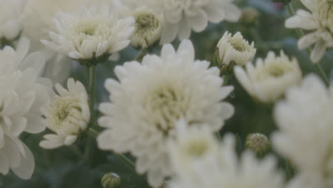 Flores-Blancas-Florecientes-En-El-Jardín-Con-Ramas-Verdes,-Primer-Plano-De-Movimiento