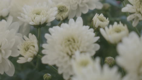 Blooming-white-flowers-in-garden-with-green-branches,-close-up-motion-shot